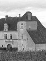 vignes (25).JPG